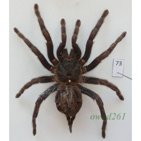 Spider ex. ovo +80mm73